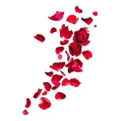 Rose petals scattered on black background (2)