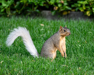 Eastern Gray Squirrel in the grass of a yard