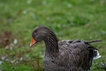 Fototapeta premium domestic goose with missing eye in a green field
