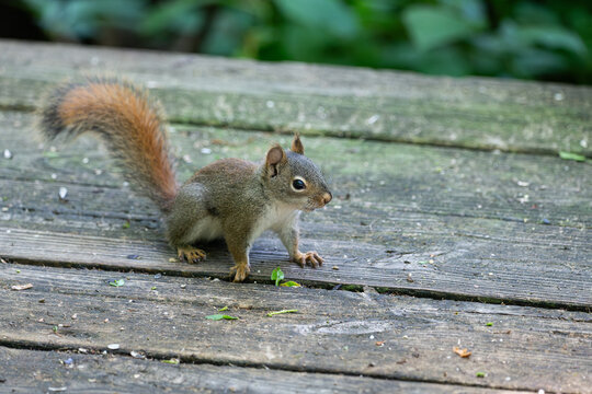 American red squirrel with a bushy tail on a boardwalk