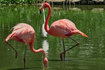 pink flamingos in water in the zoo