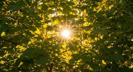 Obraz premium Bright Sunlight Through Green Leaves