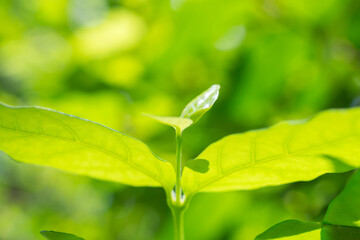 Natural plant green leaf in garden with bokeh background