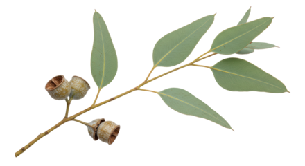 Isolated Eucalyptus Branch with Leaves and Seed Pods