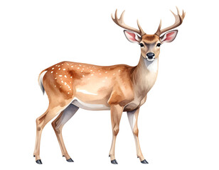 Obraz premium Cartoon watercolor deer Illustration. Animal clipart illustration.