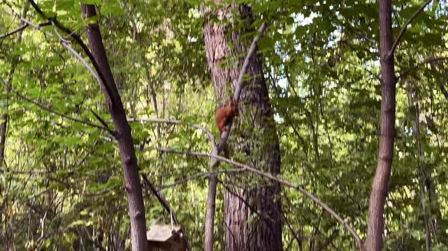 A friendly young squirrel sits on a tree in a city park during summertime. The tame animal looks curious and calm, surrounded by greenery and soft natural light.