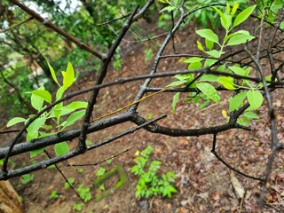 Dark brown branches of the Sandalwood plant Santalum Album during the rainy season in an Indian forest