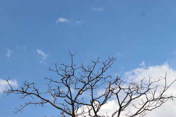tree branches against the sky