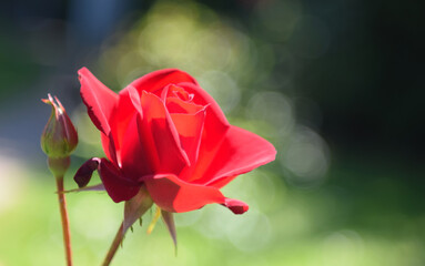 Bright red rose at sunny day in park isolated on deep green blurred natural background