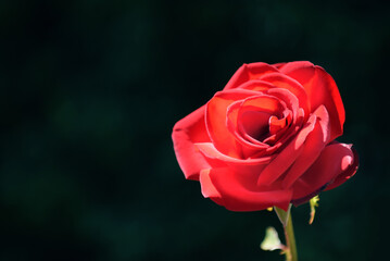 Bright red rose at sunny day in park isolated on deep green blurred background