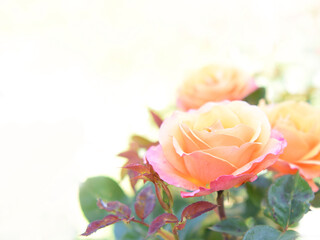 Yellow multicolored rose in bush closed up selective focus