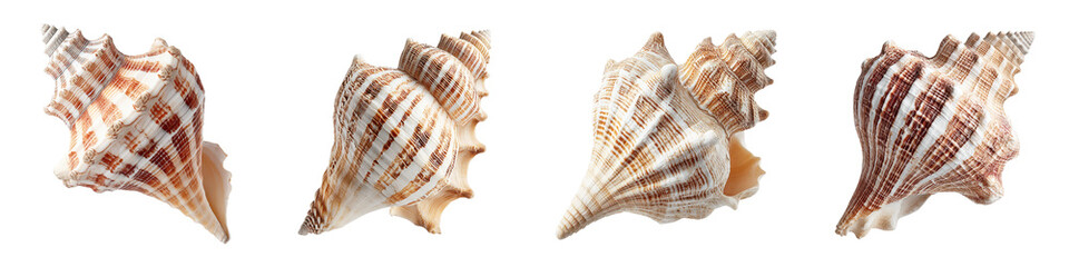 Obraz premium Beautiful, unique seashells with intricate patterns and soft color gradients, showcasing delicate textures in a natural coastal theme, ideal for beach decor or ocean-inspired projects