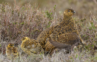 Red Grouse hen in Springtime with two small chicks looking at one another on managed grouse moorland, North Yorkshire Moors.  Scientific name: Lagopus Lagopus.  Copy Space