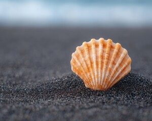 A single seashell rests on smooth black sand with the blurred ocean in the background.