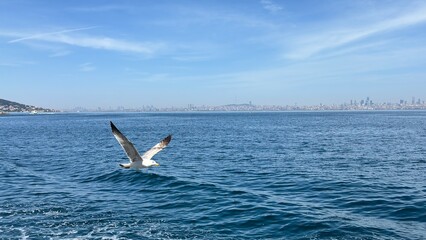 Marmara sea during overcast weather. Seagulls are flying on the Marmara sea in Kocaeli during...