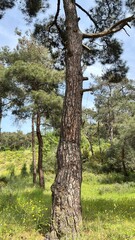 Fototapeta premium The beautiful beaches and pine trees of the island of Buyukada. Princes' island. Istanbul. Turkey.