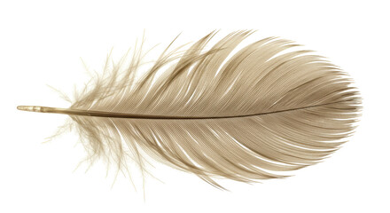 Isolated Delicate Brown Feather with Detailed Texture