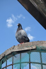 A dark grey pigeon stands calmly on a wooden structure, silhouetted against a bright blue sky with fluffy white clouds. The bird appears observant in its outdoor setting