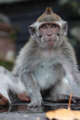 Affe vor einer Pfütze