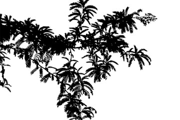 Silhouette, illustration of acacia branch with leaves on white background