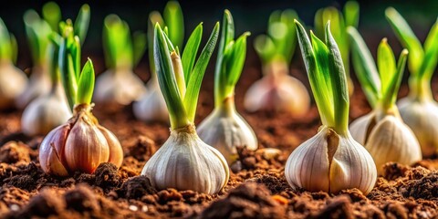 Sprouting Garlic, Close-up Macro Photography, High Depth of Field, Soil, Garden, Agriculture, Spring,  Garlic Growth Stages,  Plant Development,  Detailed Image, Sharp Focus,  Organic Farming