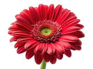 Stunning Red Gerbera Daisy, Isolated White Background, Macro Photography, High-Resolution Image, Floral Bloom