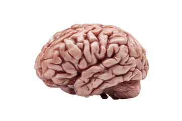 Detailed Anatomical Model of a Human Brain on Transparent Background, PNG