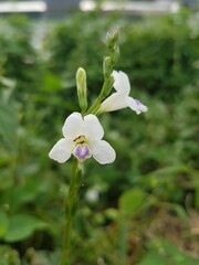 Close up of blooming Asystasia Gangetica, commonly known as Chinese violet, coramandel and creeping foxglove.
