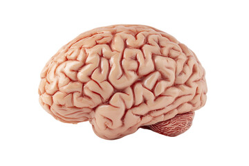 Detailed Pinkish Human Brain Anatomy on Transparent Background, PNG