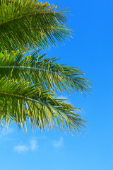 Fototapeta premium Green coconut palm tree leaves texture blue sky background closeup, palm leaf decoration, palm branch frame, exotic foliage pattern, tropical island sea beach, summer holidays, vacation, travel banner