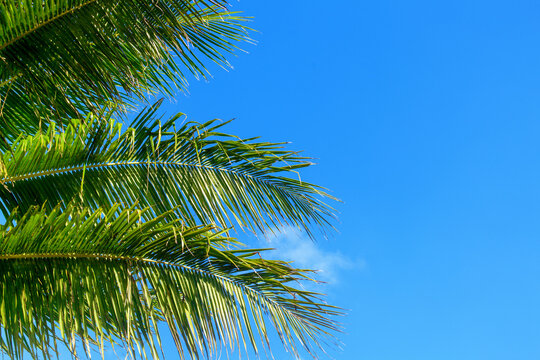 Green coconut palm tree leaves texture blue sky background closeup, palm leaf decoration, palm branch frame, exotic foliage pattern, tropical island sea beach, summer holidays, vacation, travel banner
