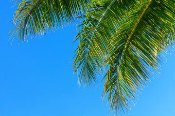 Fototapeta premium Green coconut palm tree leaves texture blue sky background closeup, palm leaf decoration, palm branch frame, exotic foliage pattern, tropical island sea beach, summer holidays, vacation, travel banner
