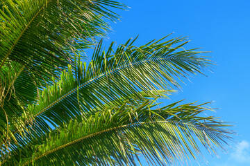 Fototapeta premium Green coconut palm tree leaves texture blue sky background closeup, palm leaf decoration, palm branch frame, exotic foliage pattern, tropical island sea beach, summer holidays, vacation, travel banner