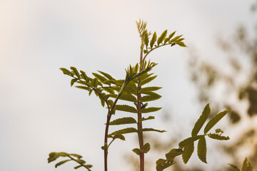 Green leaves on a blurred background on a sunny June day in the countryside.