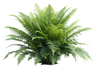 Fototapeta premium Isolated Transparent Bushy Fern Illustration For Use in Design