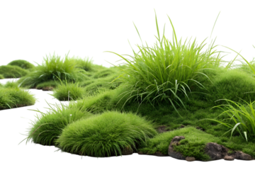 Green grass plants isolated small bush with png background
