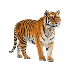 Majestic bengal tiger standing isolated on transparent background
