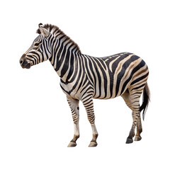 Plains zebra standing isolated on transparent background