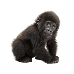 Adorable baby gorilla portrait isolated on transparent background