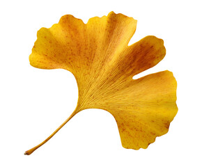 Naklejka premium Golden Ginkgo Leaf on Transparent Background, PNG