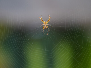 Spinne im Netz