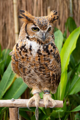 Eurasian Eagle Owl is standing on a log.