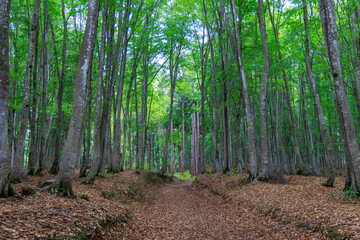 ブナ林の中にある細い道