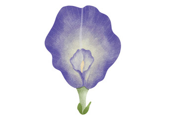 Watercolor Butterfly Pea illustration.