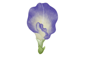 Watercolor Butterfly Pea illustration.