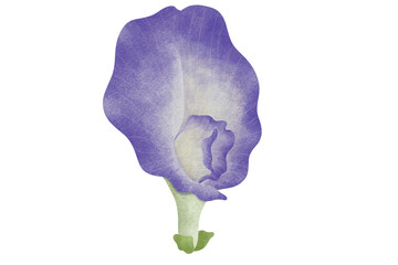 Watercolor Butterfly Pea illustration.