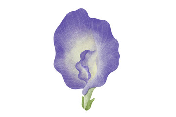 Watercolor Butterfly Pea illustration.