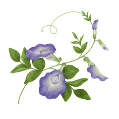 Watercolor Butterfly Pea illustration.