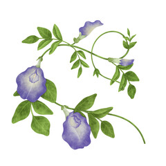 Watercolor Butterfly Pea illustration.
