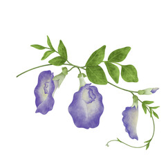 Watercolor Butterfly Pea illustration.